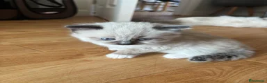 Kitten 1 Lily