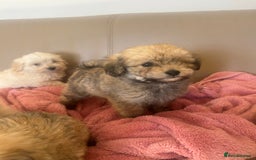 Pomapoo dogs for sale: Beautiful, Pomapoo puppies - Image 14