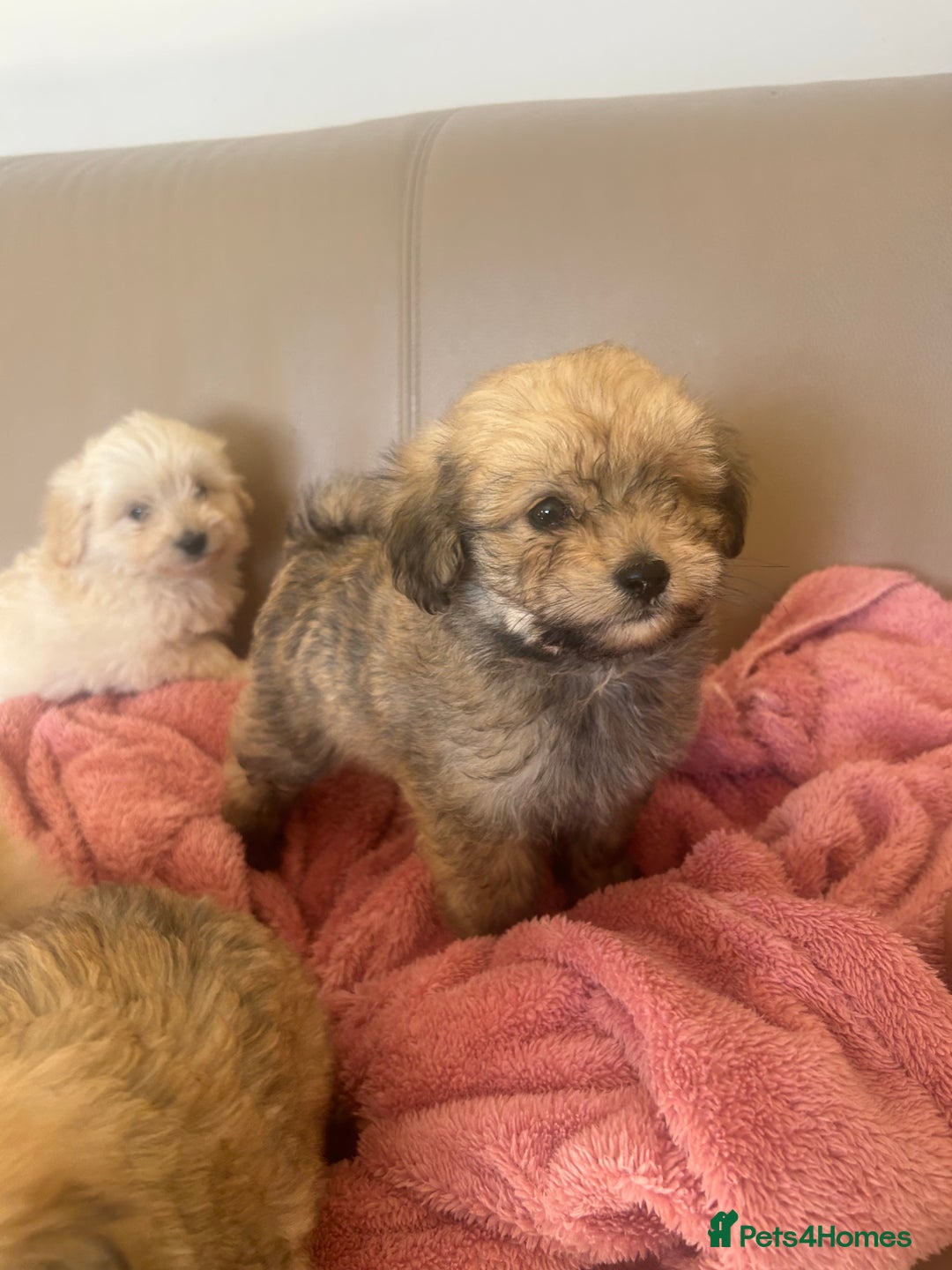 Pomapoo dogs for sale: Beautiful, Pomapoo puppies - Image 14