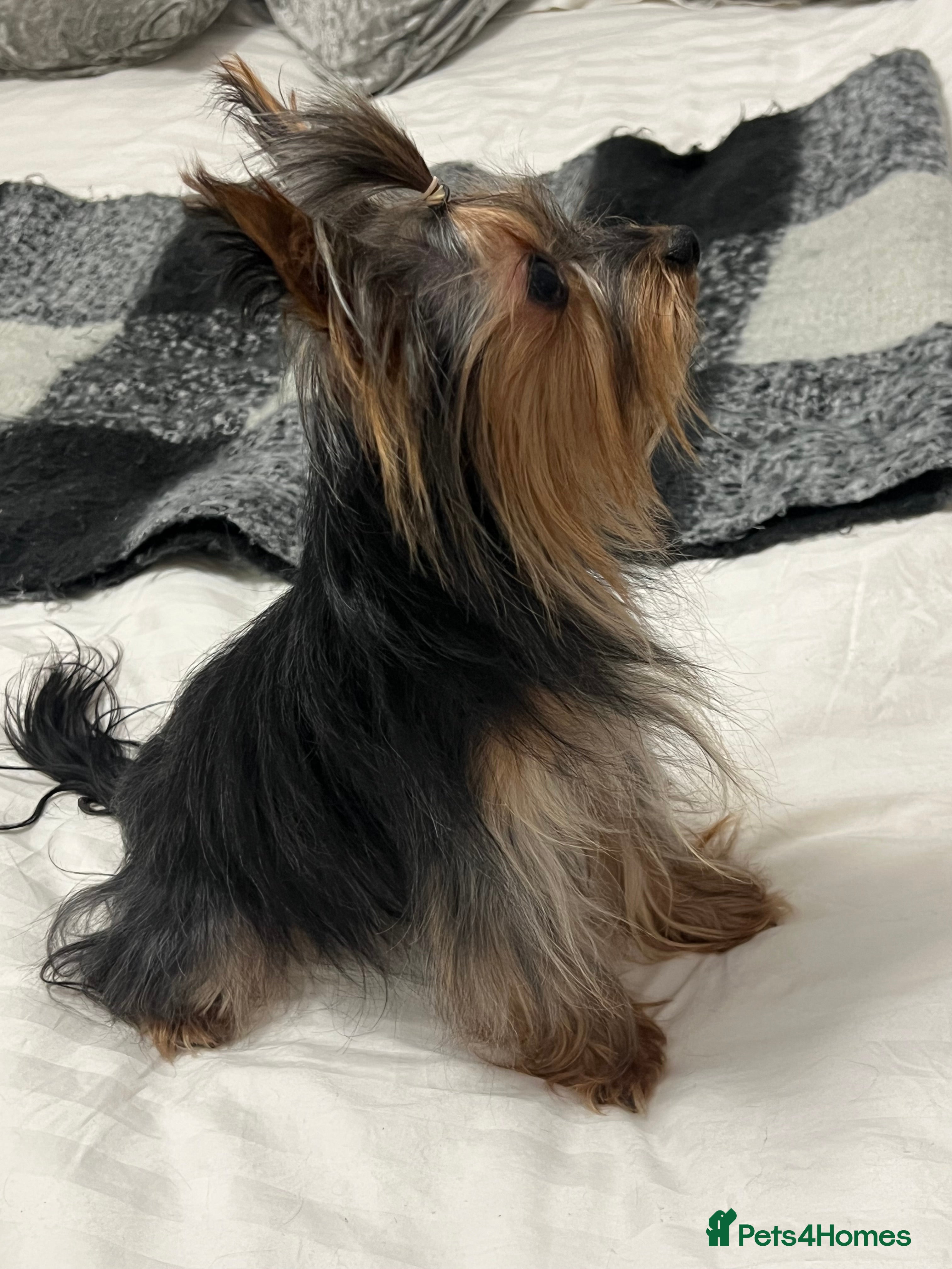 Yorkshire Terrier dogs Beautiful Yorkshire Terrier Stud Available  - Advert 17