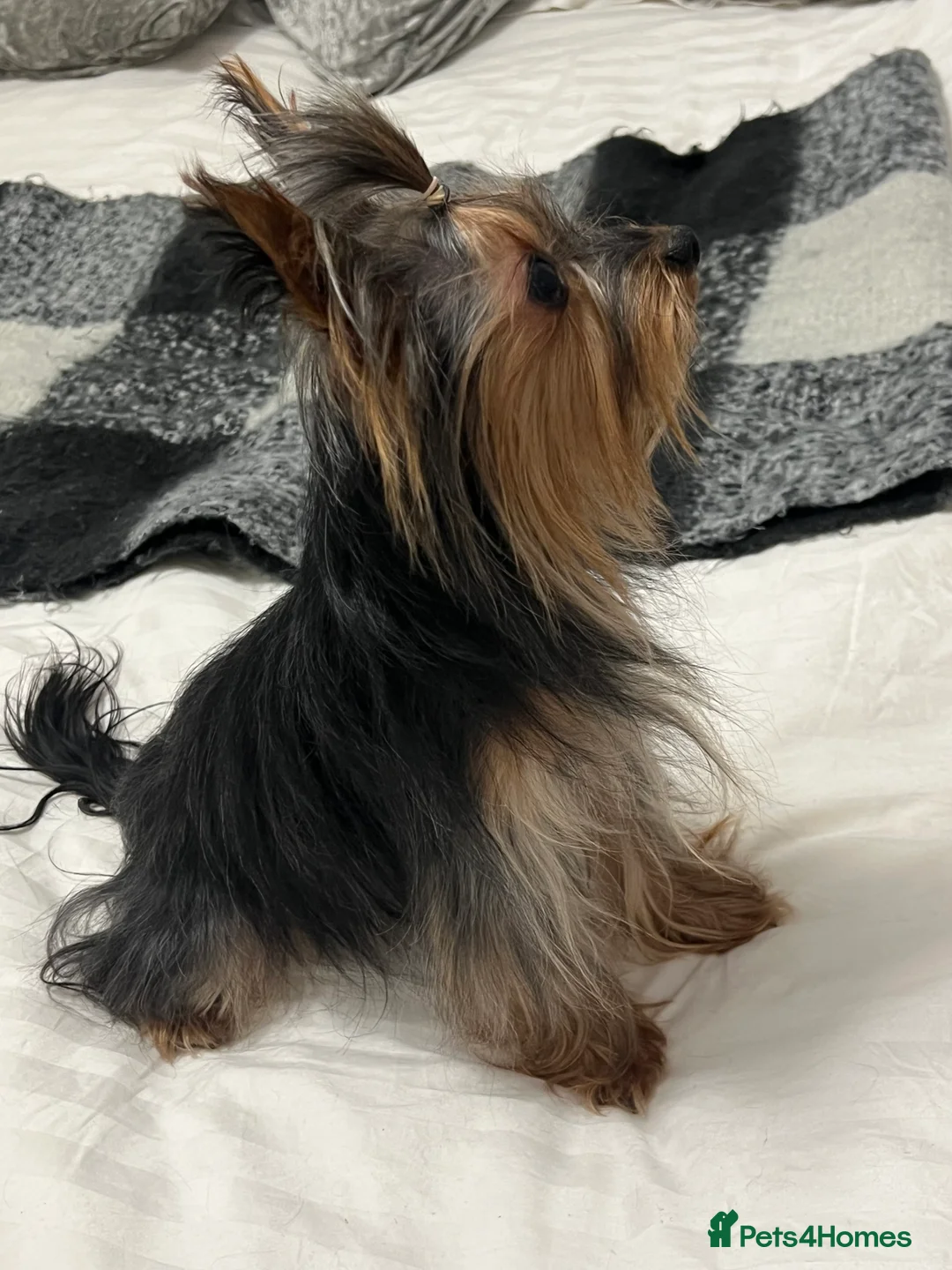 Yorkshire Terrier dogs for stud: KC Registered Yorkshire Terrier for Stud – 1.5kg - Advert 1