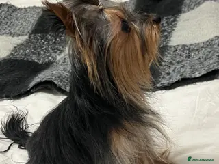 Yorkshire Terrier dogs Beautiful Yorkshire Terrier Stud Available - Advert 17