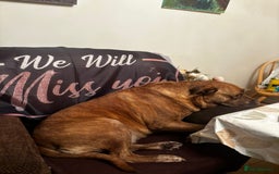 Mixed Breed dogs for sale: Hazels looking for a new home - Advert 9