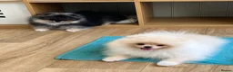 Pomeranian dogs for sale: Pom Puppies from Five Star breeder  - Advert 5