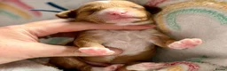 Cockapoo dogs for sale: 6x Toy Cockapoo Pups  - Advert 13