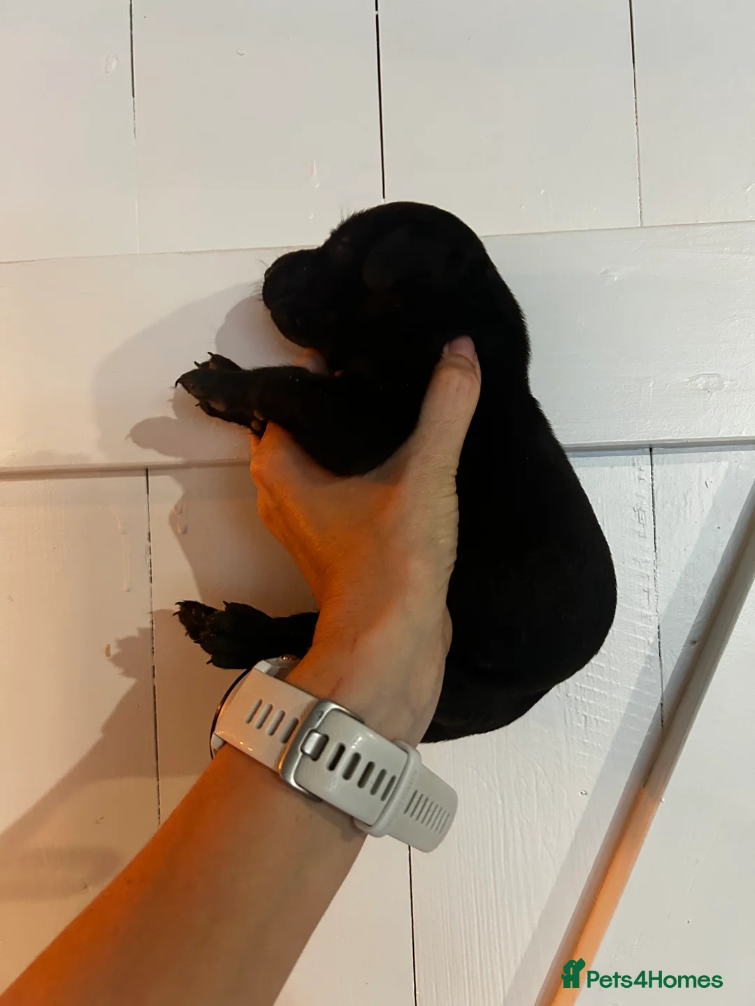 Dobermann dogs for sale: Doberman x - Advert 2