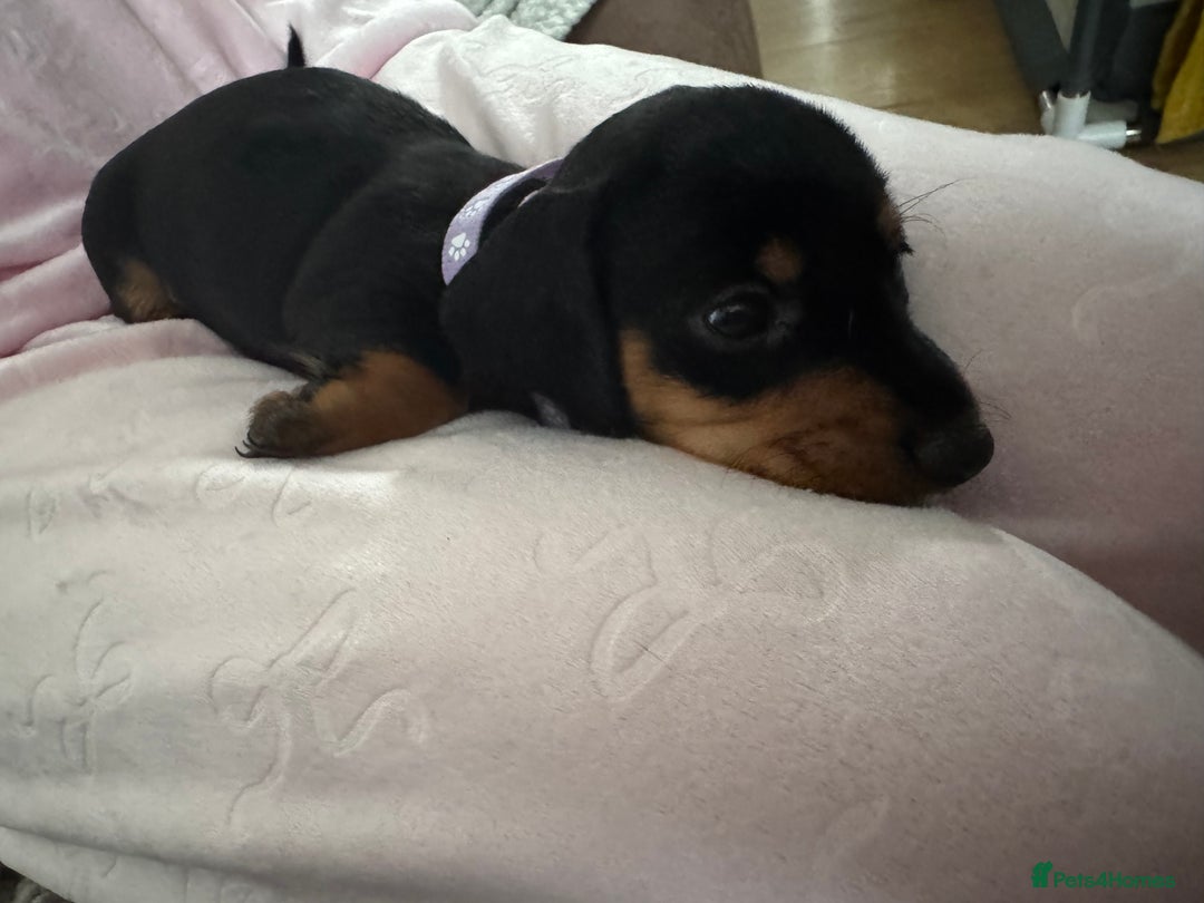 Dachshund dogs for sale: 8 dachshund puppies  - Image 35
