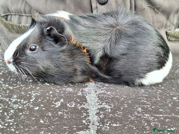 Guinea Pig rodents - Advert 8
