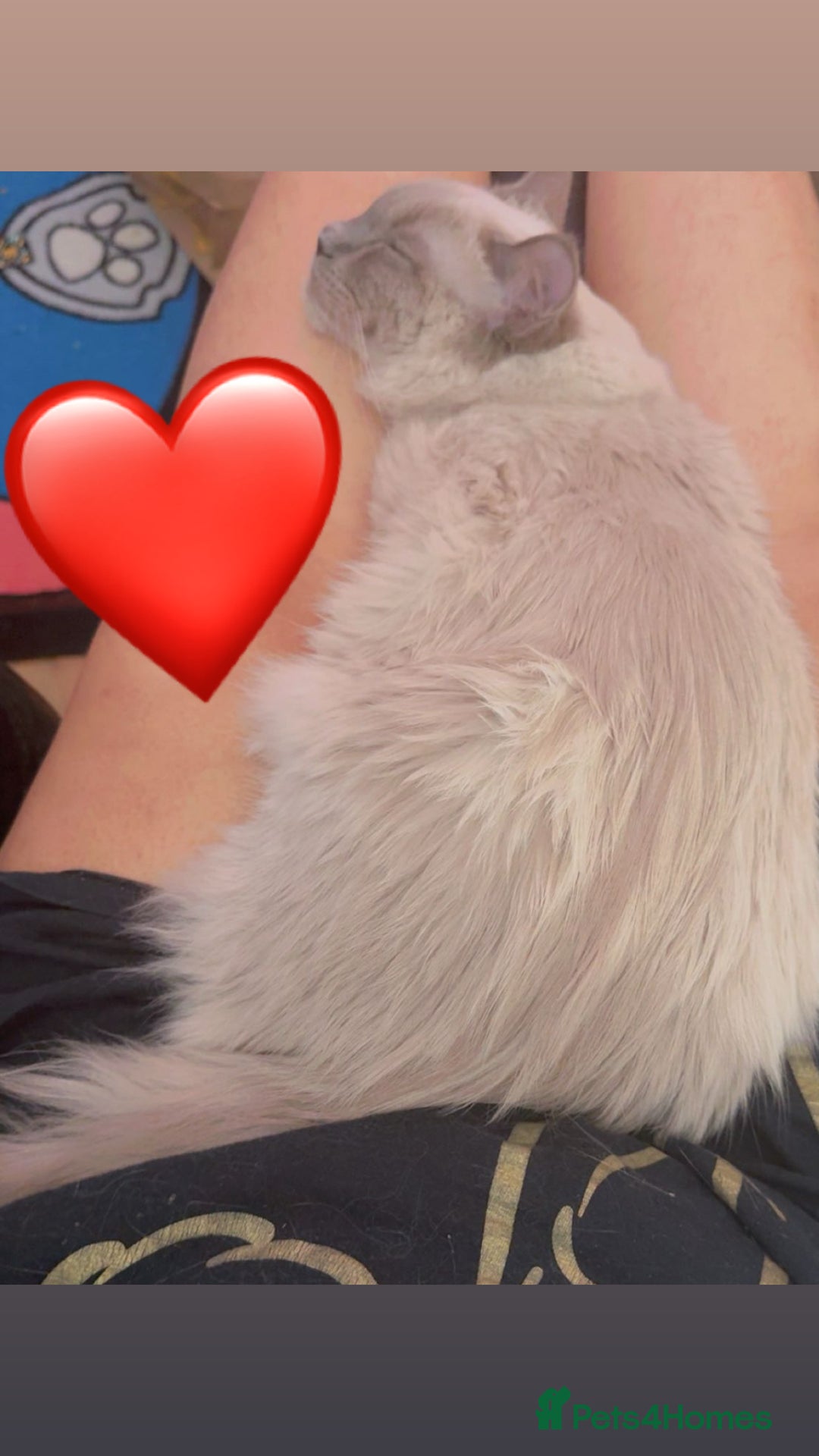 Ragdoll cats for sale: Blue mink Male Ragdoll  - Image 2