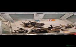 German Shepherd dogs for sale: 🐾Adorable 8-Week-Old German shepherd puppies🐾 - Image 2