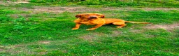 Labrador Retriever dogs for sale: KC Registered Fox Red Labrador Puppies in Houghton le Spring - Advert 6