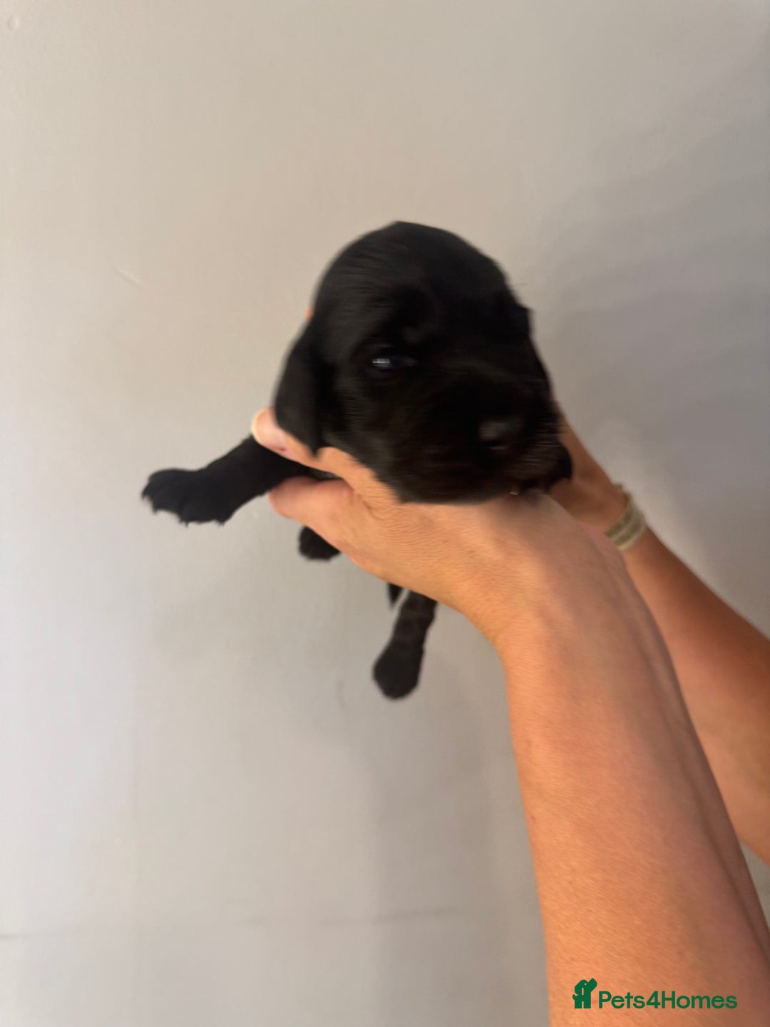 Cocker Spaniel dogs for sale: Cocker Spaniel Puppies  - Image 5