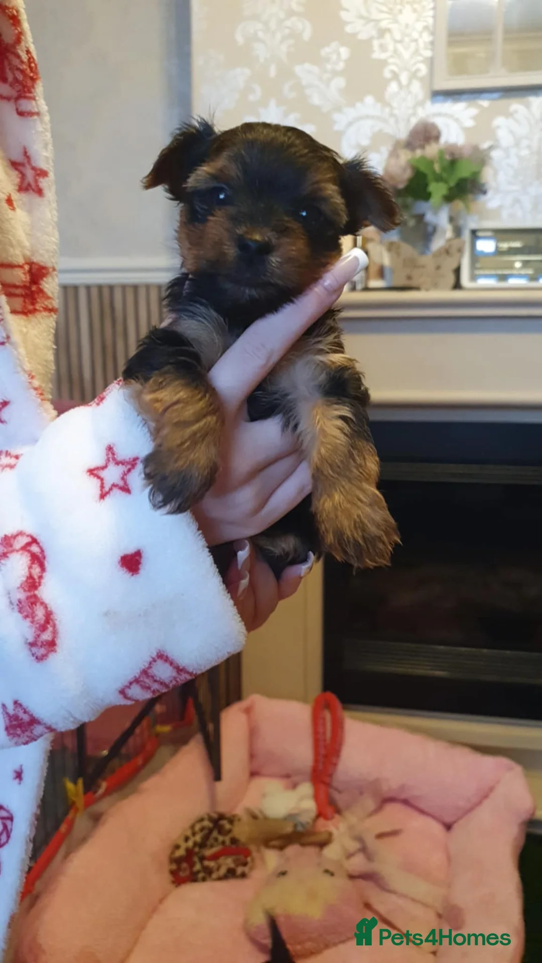 Yorkshire Terrier dogs for sale: Yorkshire terrier puppies  - Advert 7