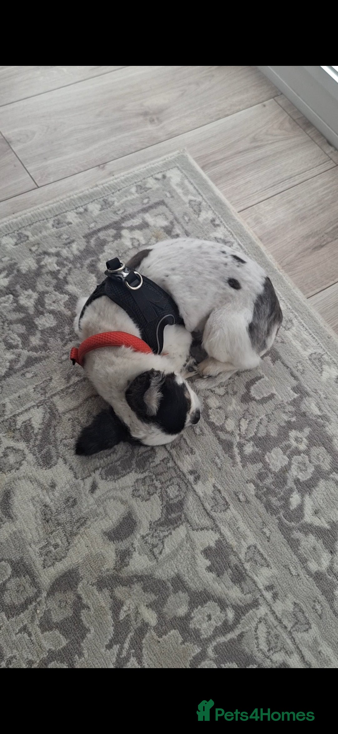 Chihuahua dogs for sale: Black and white long-haired chihuahua  - Advert 6