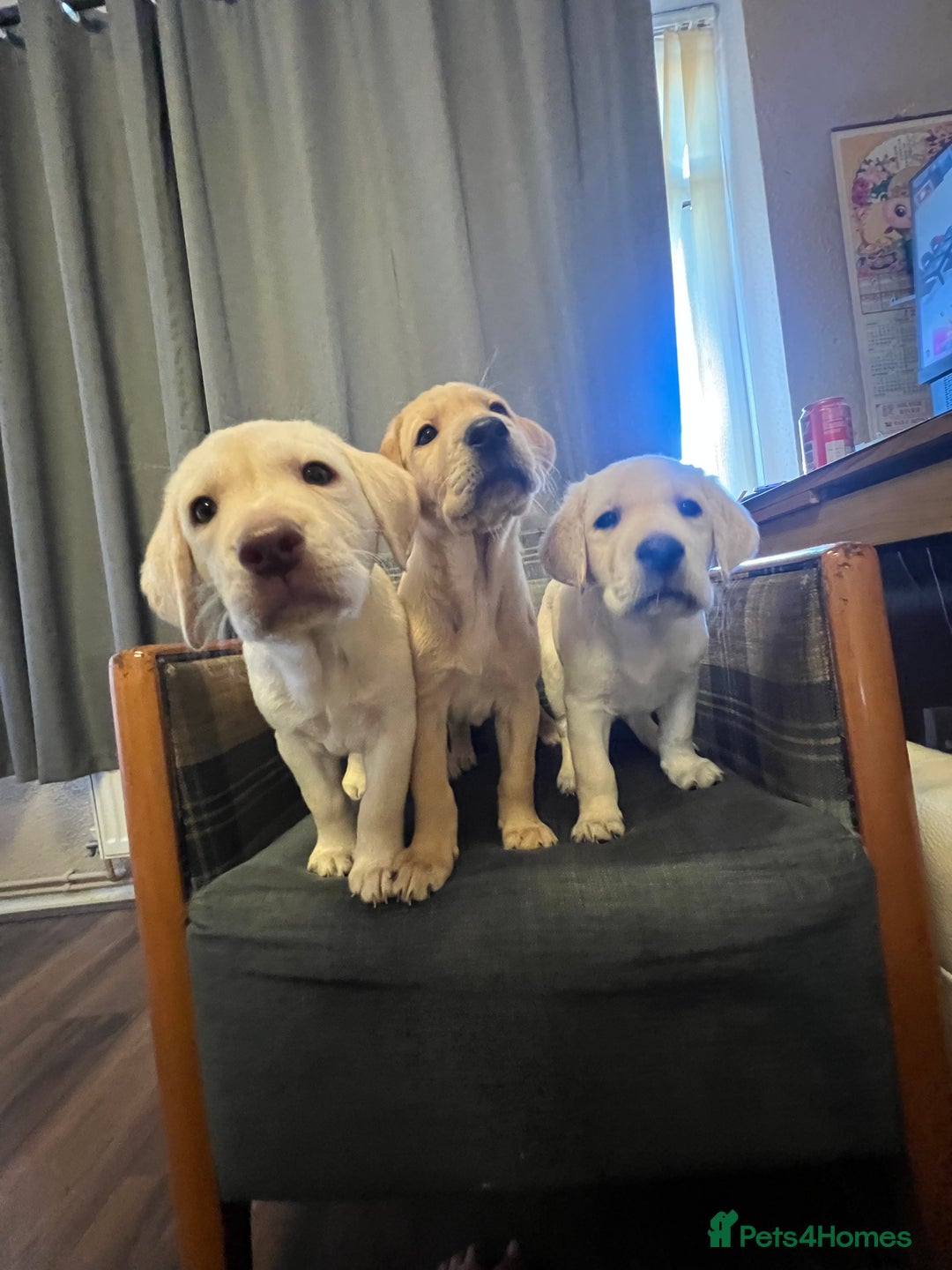 Labrador Retriever dogs for sale: Labrador Retriever puppies - Image 18