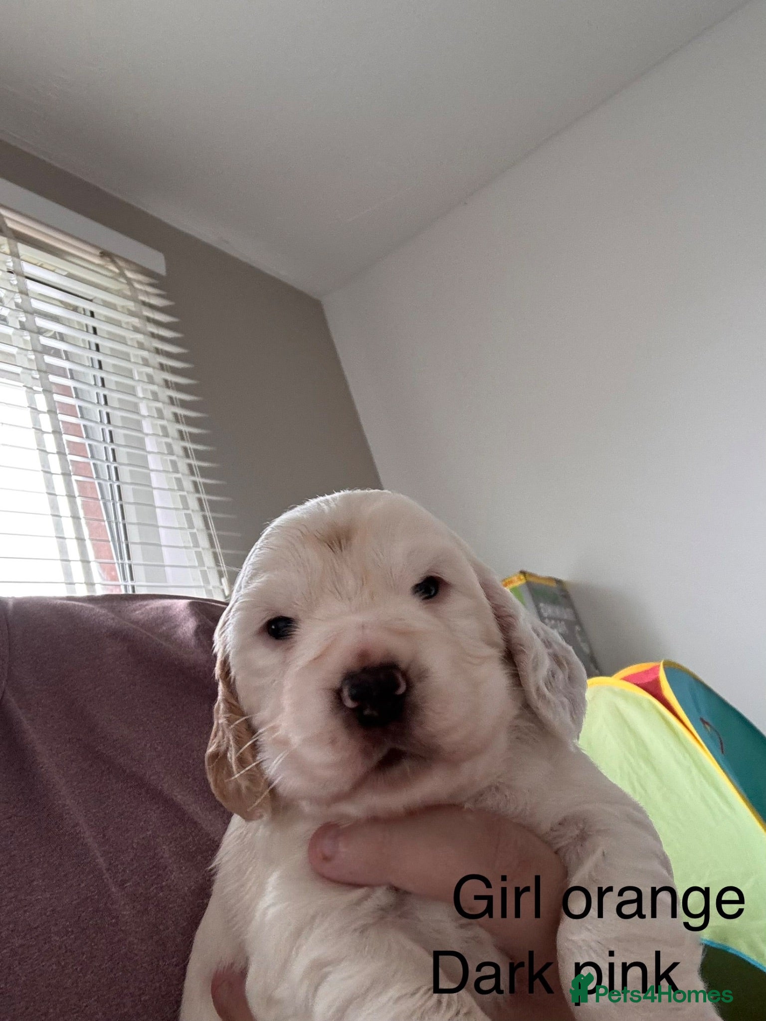 Cocker Spaniel dogs Cocker spaniel puppies  - Advert 1