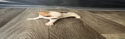 Chihuahua dogs for sale: 4 weeks  - Advert 4