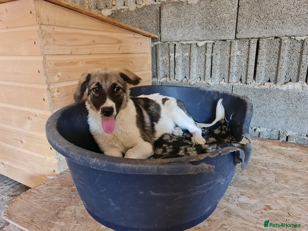 Mixed Breed dogs for adoption: Beautiful and Gentle HEIDI - for a Loving Home - Image 9