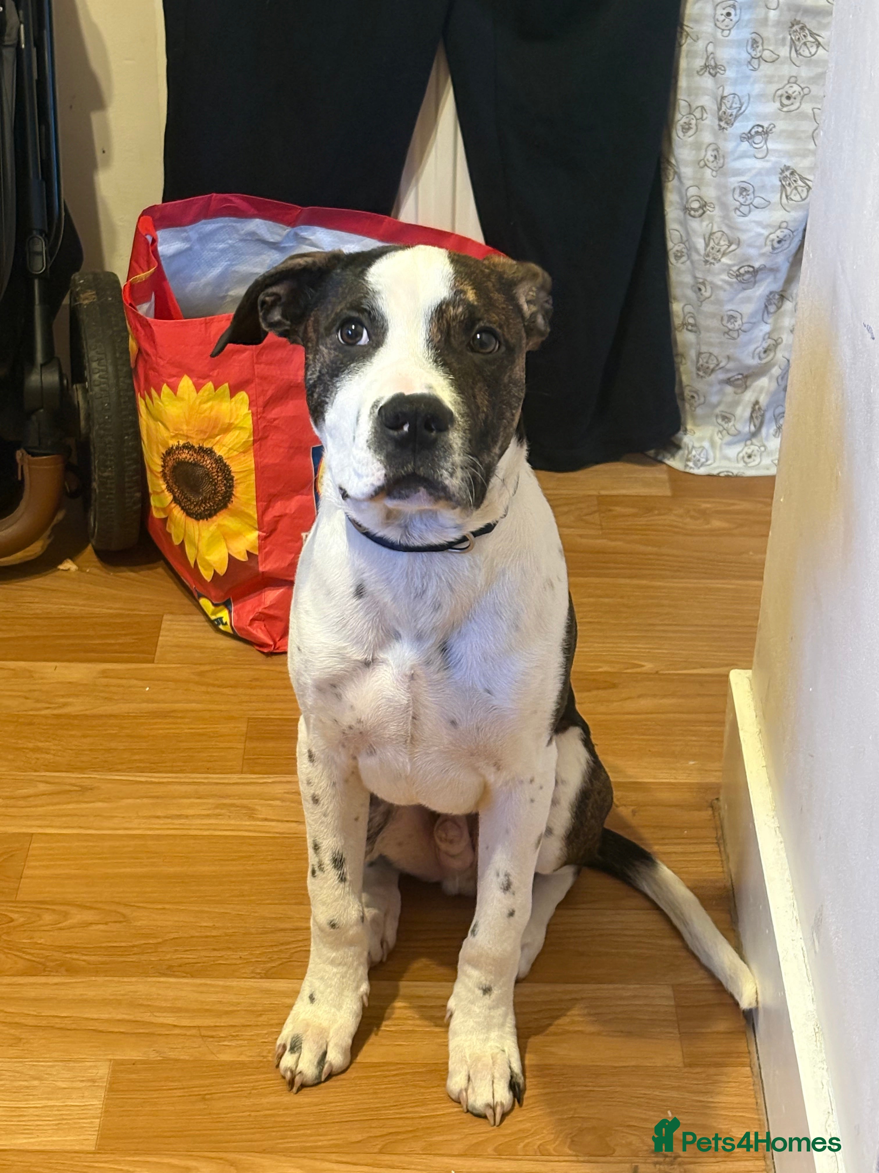 Mixed Breed dogs Cane Corso X Staffordshire bull terrier pup - Advert 4