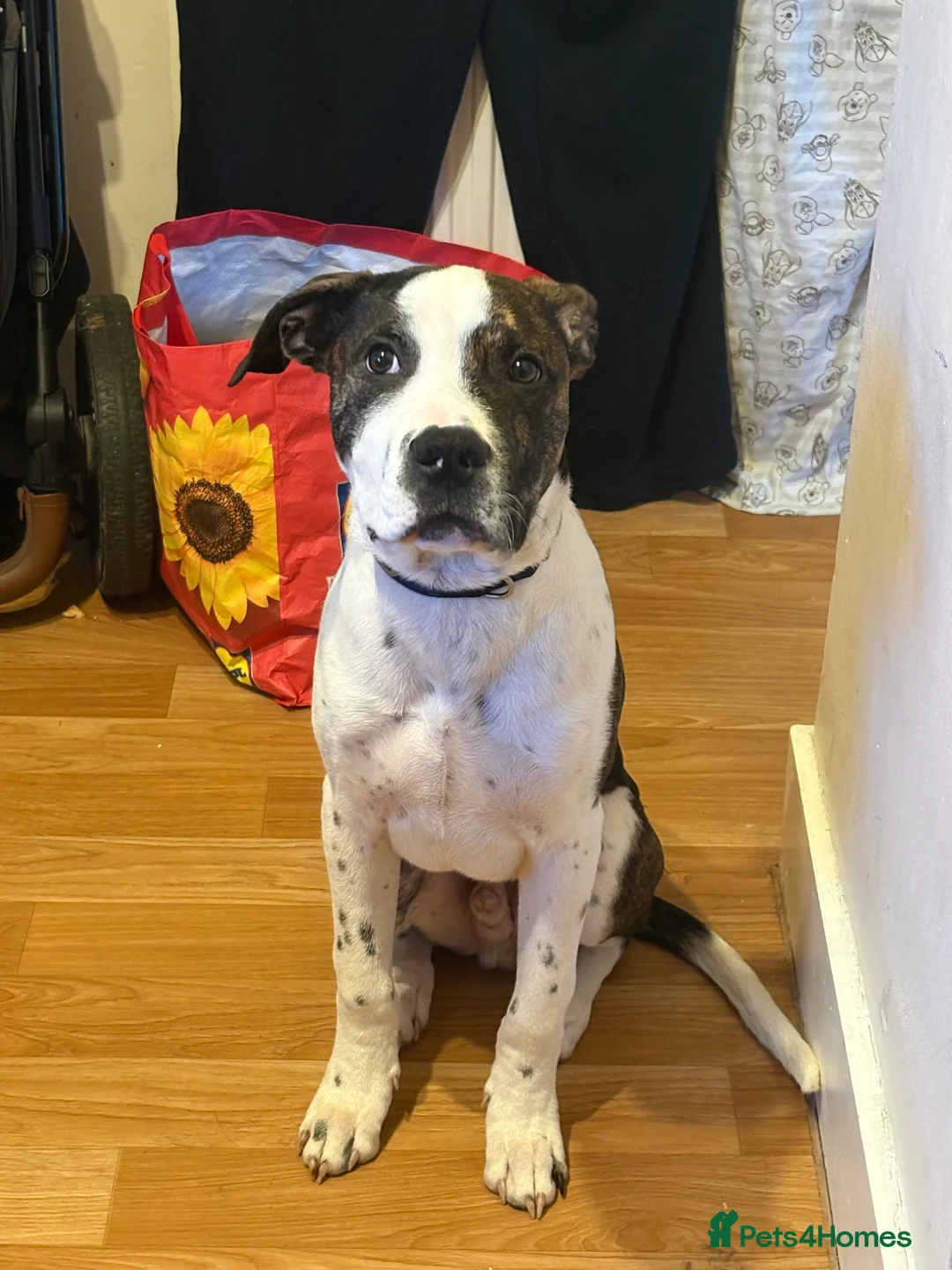 Mixed Breed dogs for sale: Cane Corso X Staffordshire bull terrier pup - Advert 1