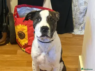 Mixed Breed dogs Cane Corso X Staffordshire bull terrier pup - Advert 4