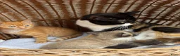 Mixed Breed cats for sale: Calico kittens  - Advert 11