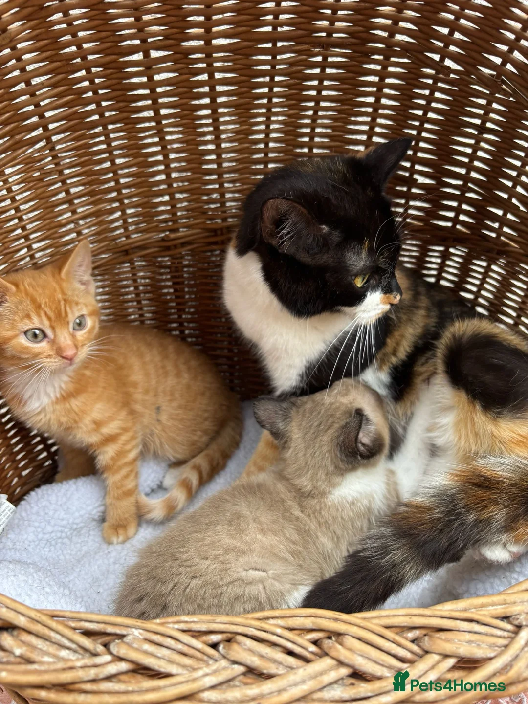 Mixed Breed cats for sale: Calico kittens  - Advert 11