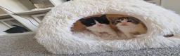 Ragdoll cats for sale: Beautiful kittens looking for new home  - Advert 5