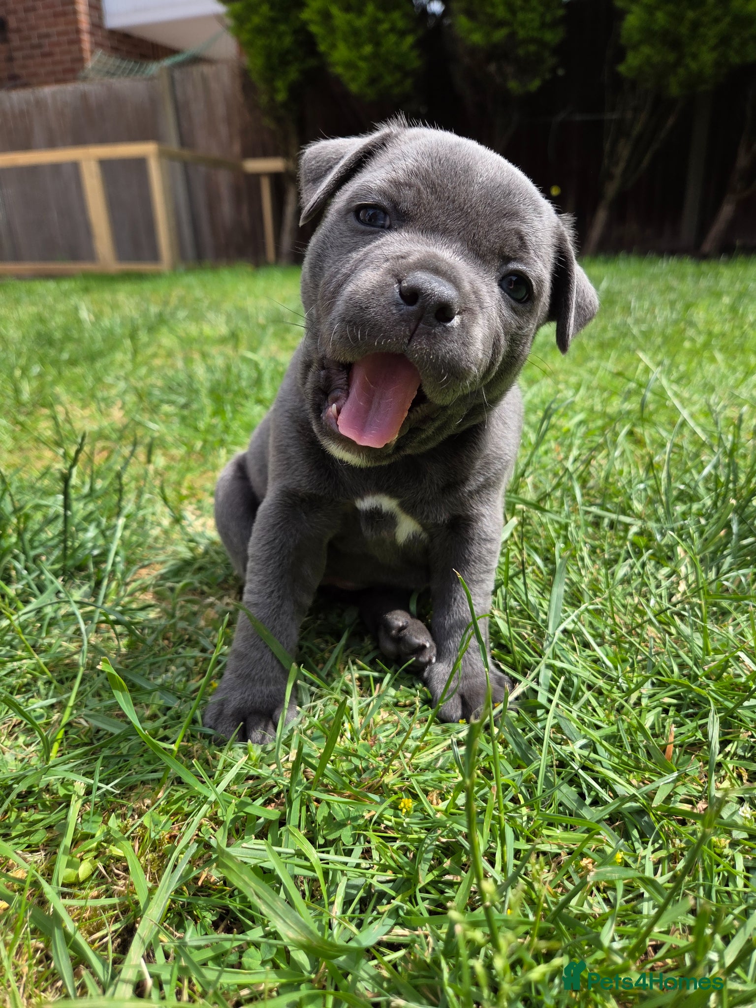 Staffordshire Bull Terrier dogs  Last KC  Staffordshire Bull Terrier Girl  - Advert 12