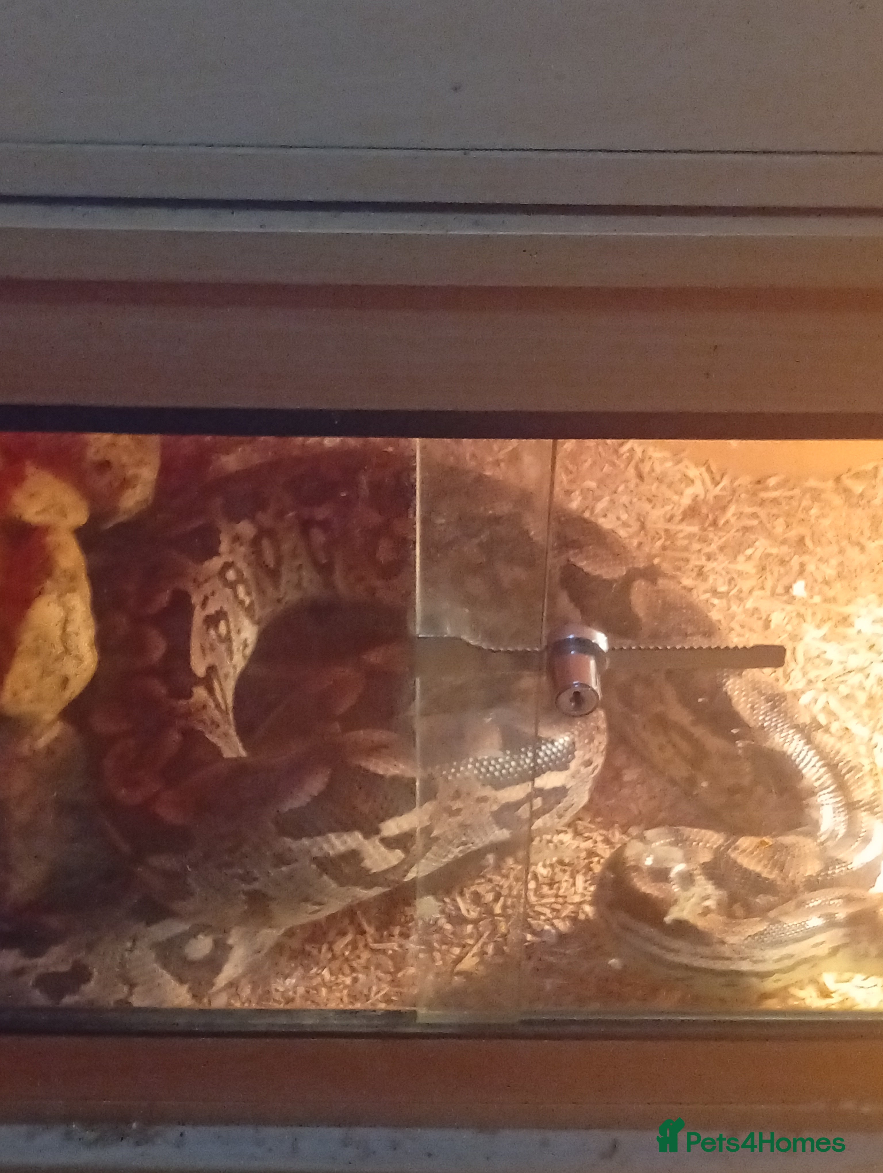 Boa Snake reptiles Snake  - Advert 2