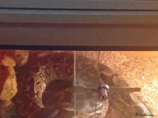 Boa Snake reptiles Snake - Advert 1