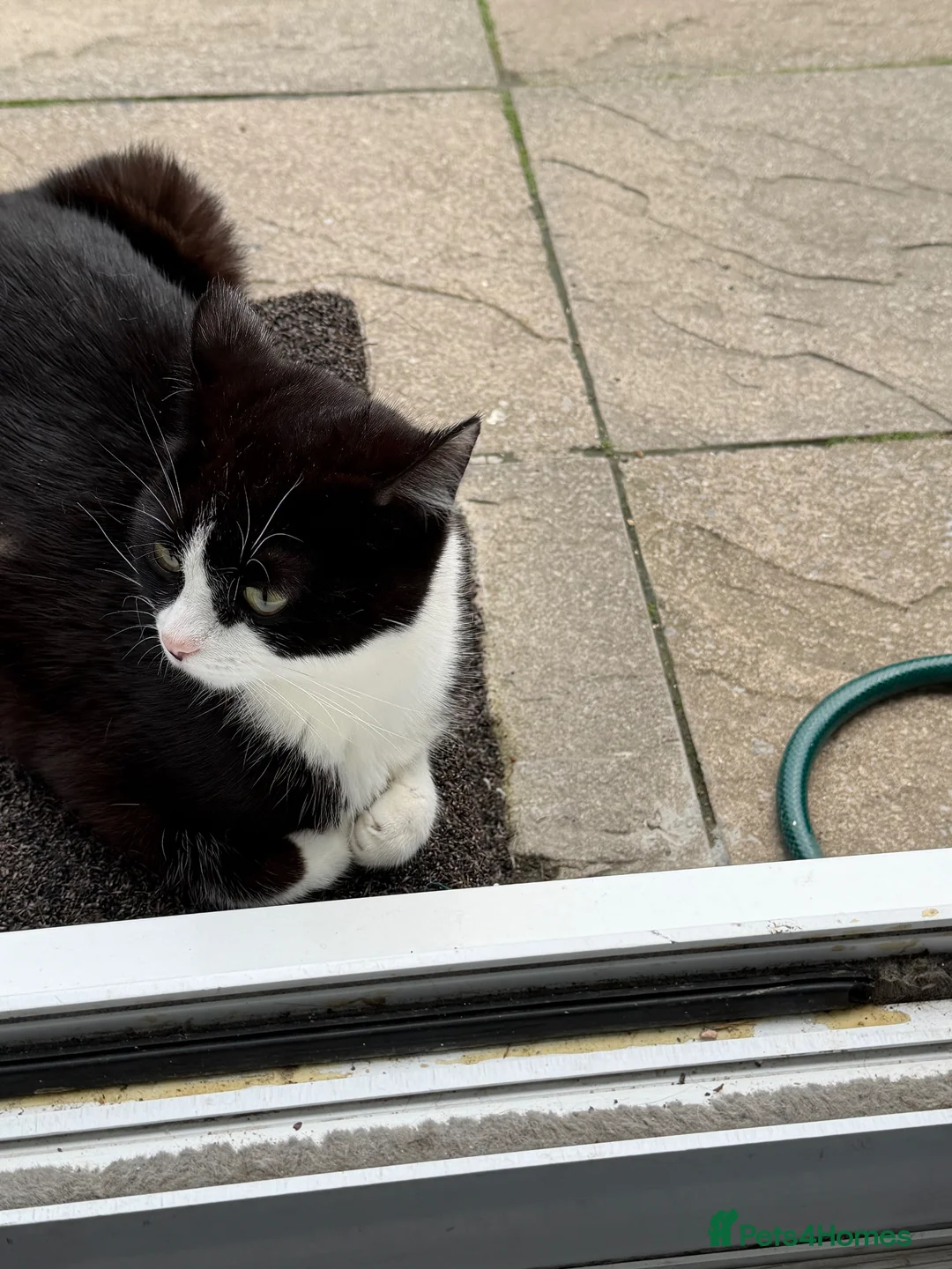 Mixed Breed cats for sale: Kittens for sale in Bradford - Advert 1