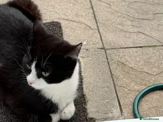 Mixed Breed cats Kittens for sale - Advert 1