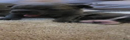 French Bulldog dogs for sale: FRENCH BULLDOG PUPS LOVING FOR A PET HOME - Advert 7