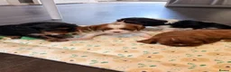 Cavalier King Charles Spaniel dogs for sale: Beautiful Cavalier King Charles Spaniel Puppies in Derby - Advert 1