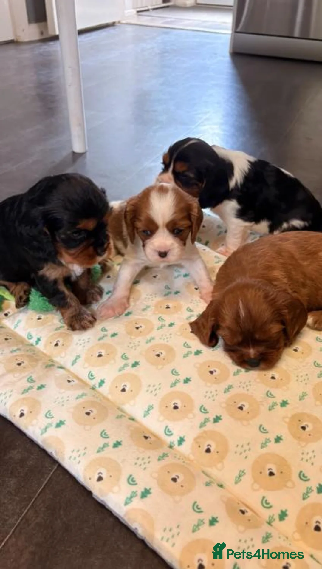 Cavalier King Charles Spaniel dogs for sale: Beautiful Cavalier King Charles Spaniel Puppies in Derby - Advert 1
