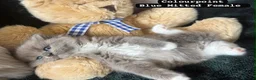 Ragdoll cats for sale: Ragdoll kittens - Advert 16