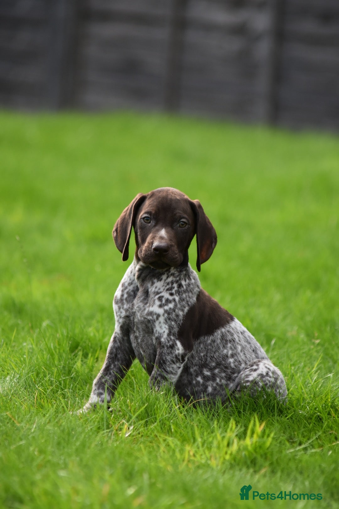 German Shorthaired Pointer dogs ! Ready now !  - Advert 3