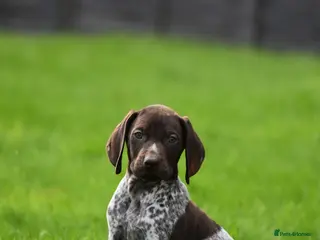 German Shorthaired Pointer dogs ! Ready now ! - Advert 3