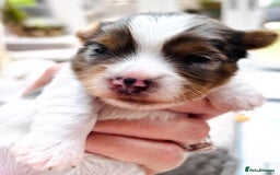 Biewer Terrier dogs for sale: 4 Biewer Terrier Puppies for Sale in Cheshire  - Image 12