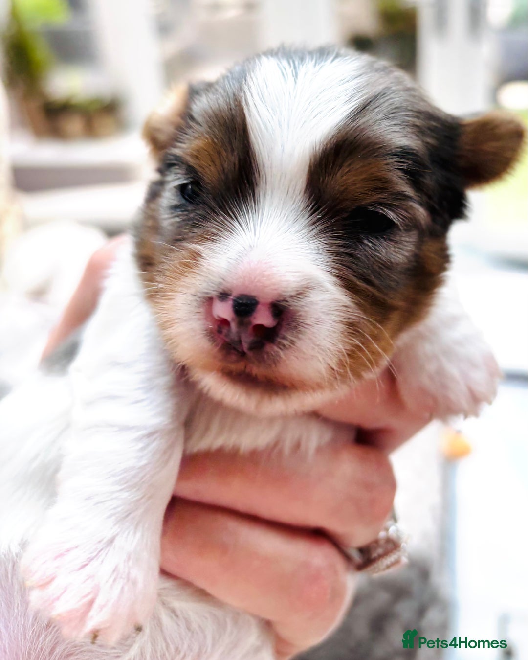 Biewer Terrier dogs for sale: 4 Biewer Terrier Puppies for Sale in Cheshire  - Image 12