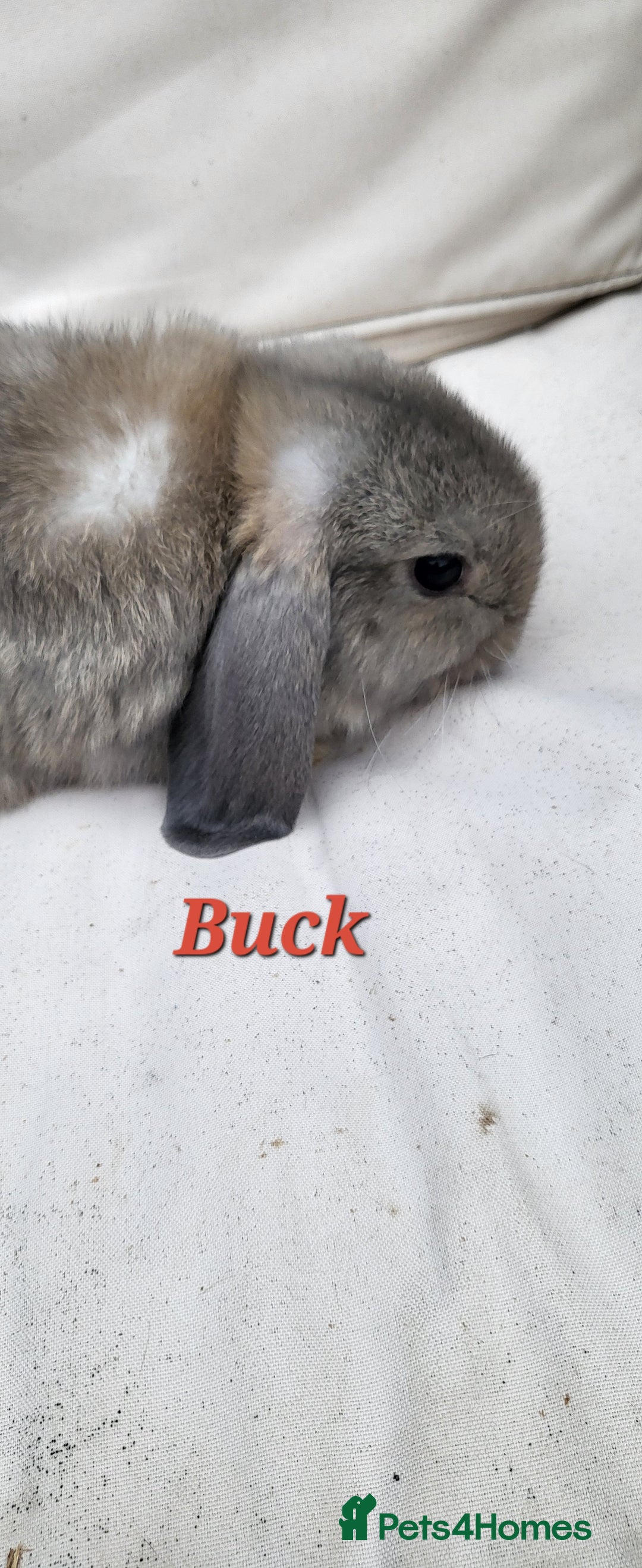 Mini Lop rabbits for sale:  Mini Lop Bunnies Ready for Their Forever Homes! - Image 2