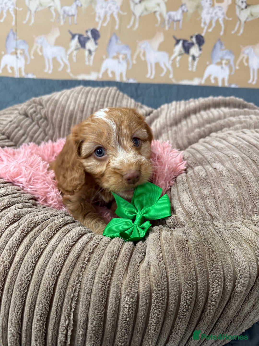 Cockapoo dogs for sale: F1 Cockapoo’s Fully DNA hereditary clear - Advert 2