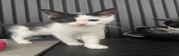 Mixed Breed cats for sale: 4 Adorable Playful Kittens Ready to Go 🐱❤️ in Thornton Heath - Advert 5