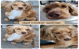 Mixed Breed dogs for sale: Rare silky cocker puppies  - Image 9
