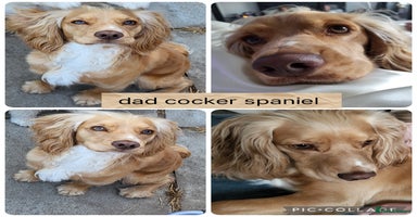 Mixed Breed dogs - Advert 8