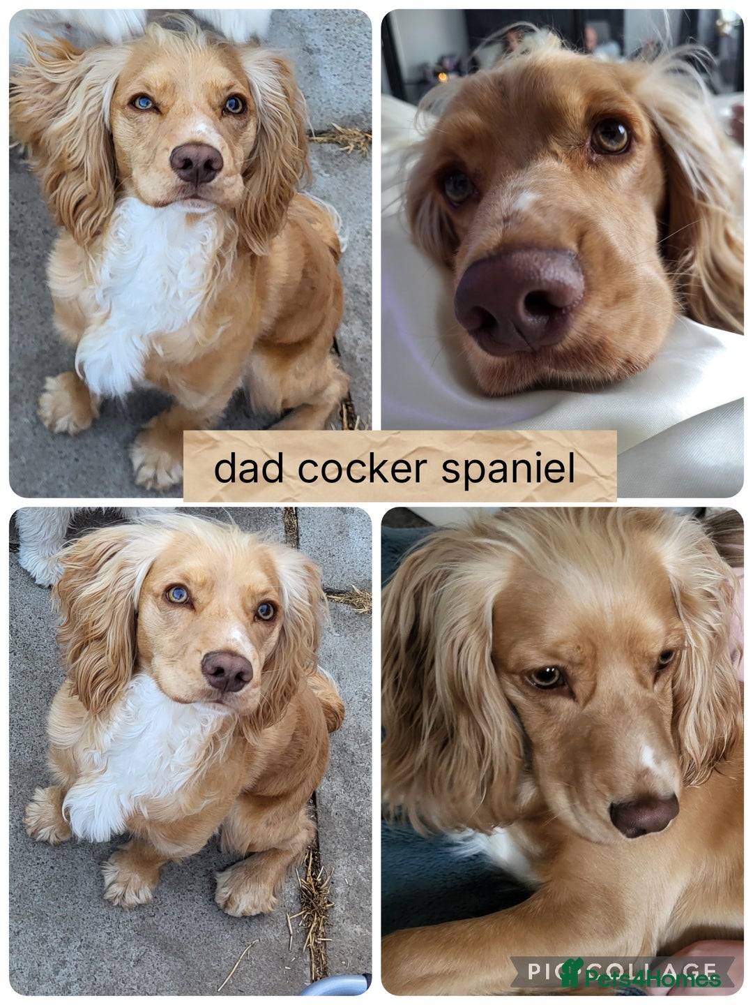 Mixed Breed dogs for sale: Rare silky cocker puppies  - Image 9