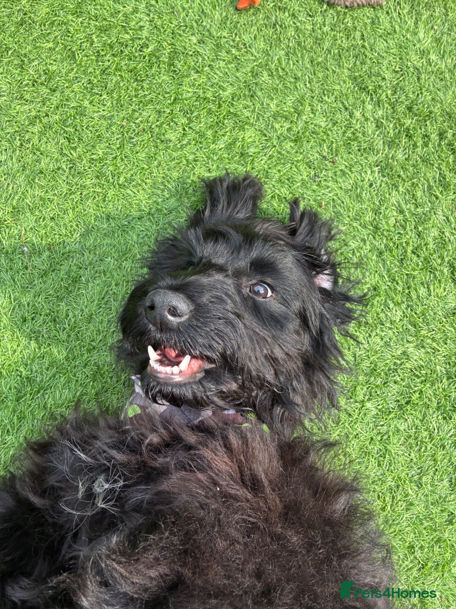 Cocker Spaniel dogs Indi (selling due to change in circumstances)  - Advert 3