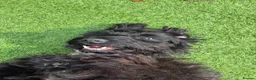 Cocker Spaniel dogs for sale: Indi (selling due to change in circumstances)  in Leeds - Advert 1