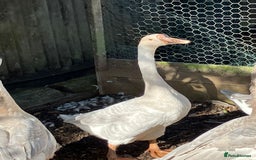 Geese poultry for sale: Lavender & Brown Chinese Geese - Image 3